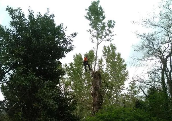 Elagage à Bages