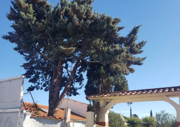 Elagage à Fitou
